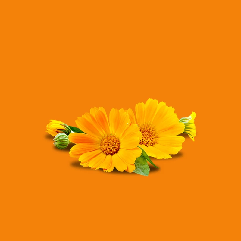 Körömvirág krém tubusban az érzékeny és kipirosodott bőr ápolására